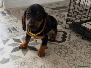 Miniature Dachshund dogs Dachshund Puppies Ready To Leave - Advert 3