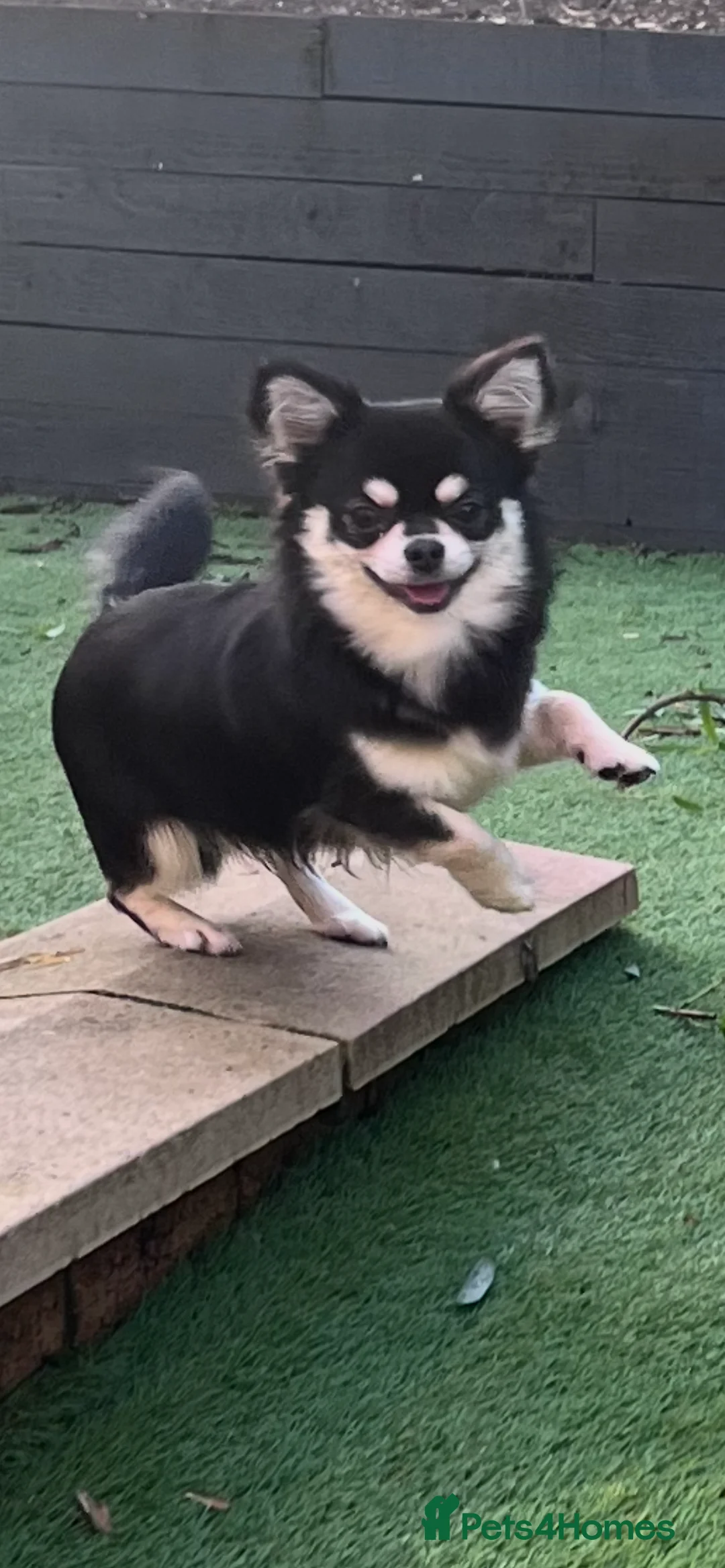 Chihuahua dogs for stud: Handsome long coat fluffy boy for stud  - Advert 1
