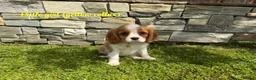 Cavalier King Charles Spaniel dogs for sale: Beautiful health tested cavalier King Charles  - Advert 22
