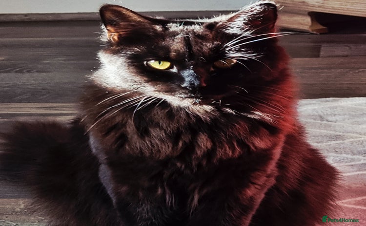 Mixed Breed cats - Advert 12