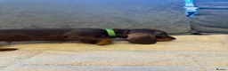 Miniature Dachshund dogs for sale: Miniature dachshund  - Advert 12