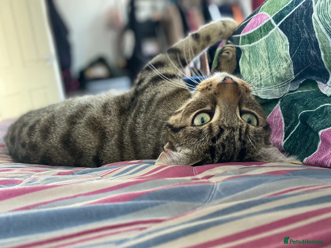 British Shorthair cats for sale: Cat needing a good home  in Halesowen - Advert 3