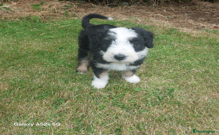 Bearded Collie dogs - Advert 1