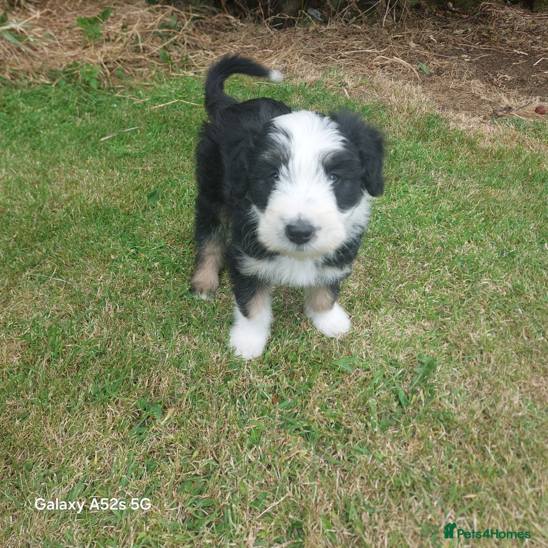 Bearded Collie dogs for sale: Working Bearded Collie pups. - Image 1