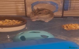 Hamster rodents for sale: Hamster  - Image 7