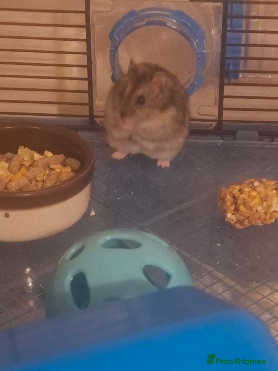 Hamster rodents for sale: Hamster  - Image 7