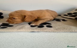 Cocker Spaniel dogs for sale: Working Cocker spaniel puppies  - Image 23