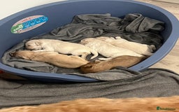 Labradoodle dogs for sale: Labradoodle puppies  - Image 6