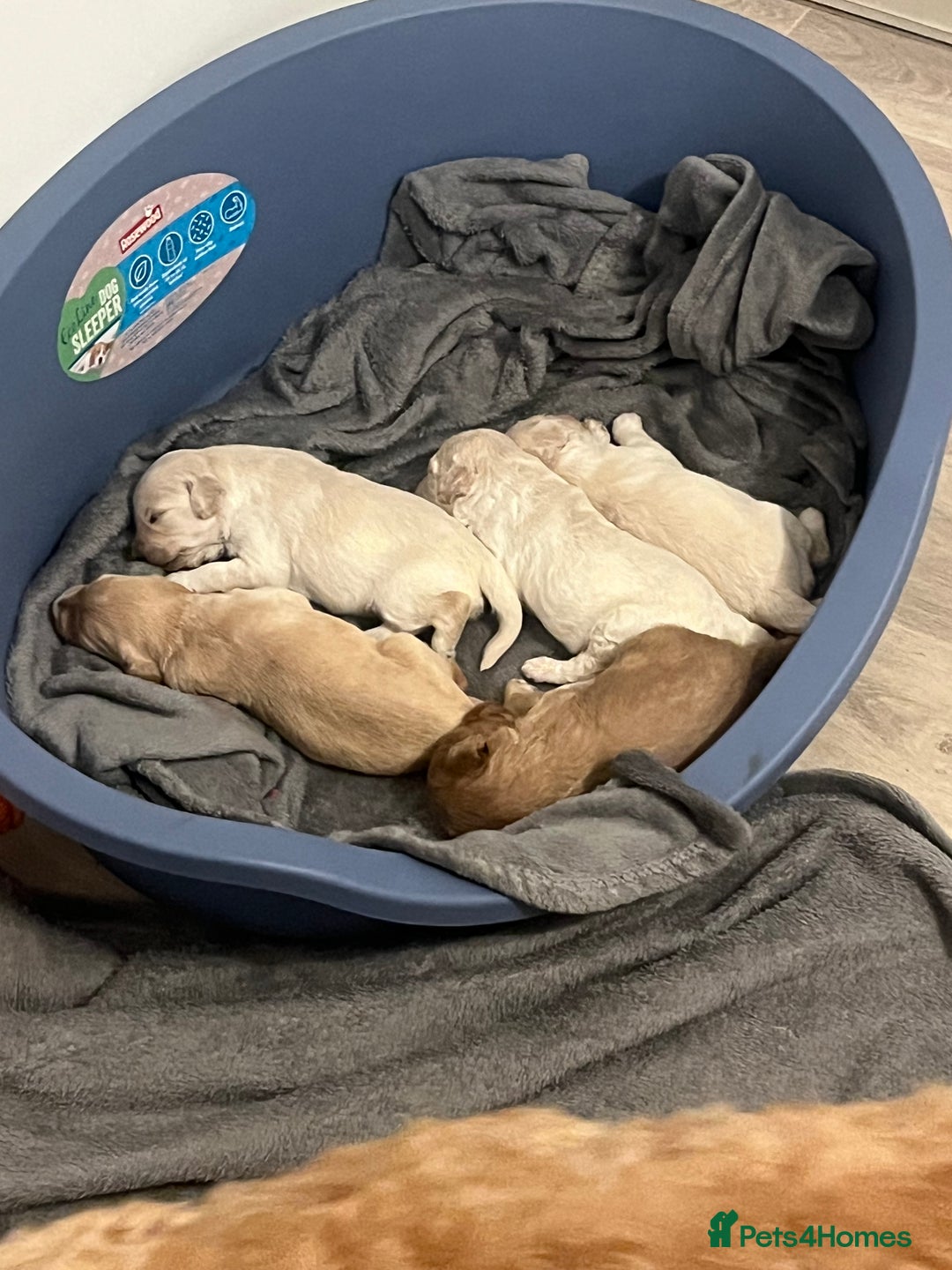 Labradoodle dogs for sale: Labradoodle puppies  - Image 6
