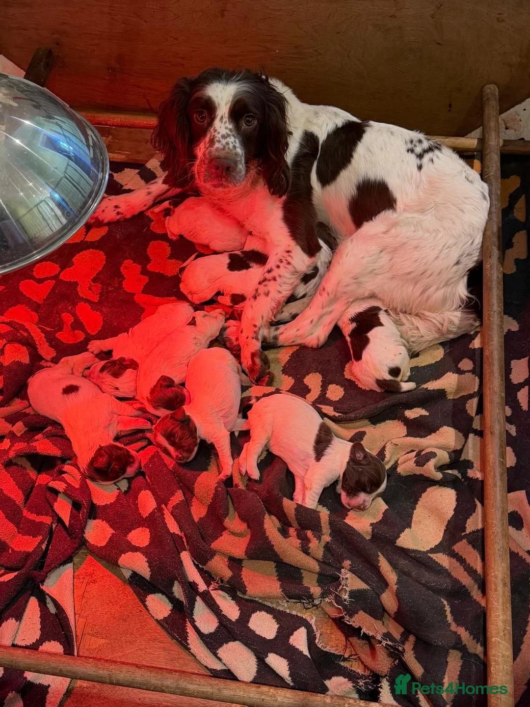 English Springer Spaniel dogs for sale: KC English Springer Spaniel puppies for sale - Advert 1