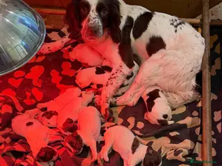 English Springer Spaniel dogs KC English Springer Spaniel puppies for sale - Advert 9