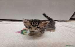 Bengal cats for sale: Beautiful 1/2 bengal kittens - Image 30