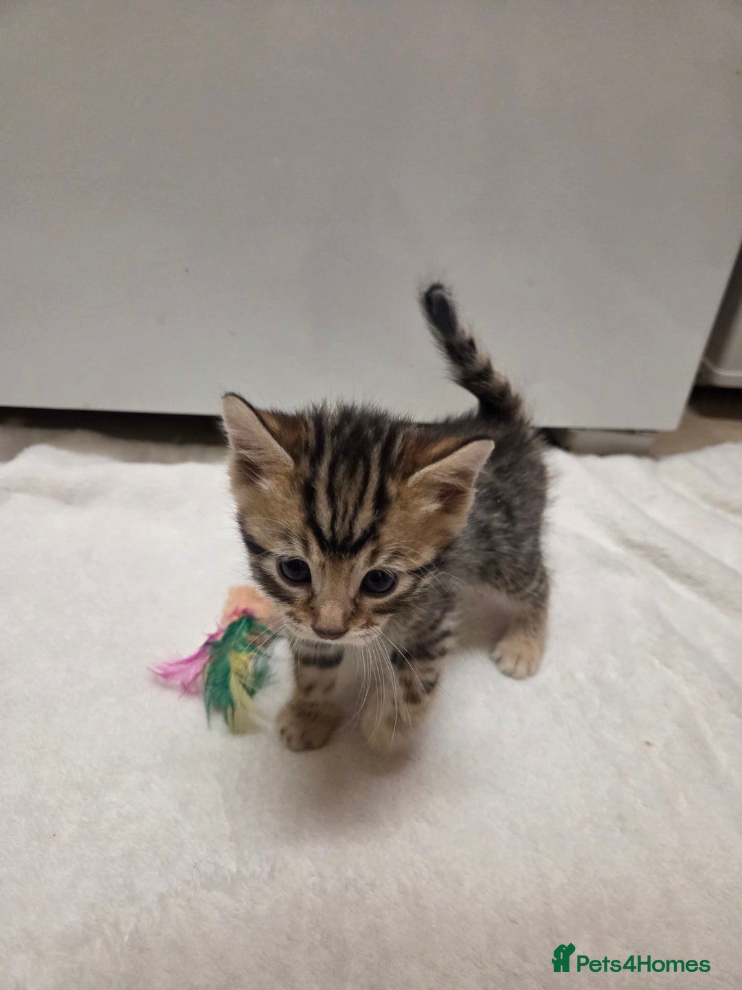 Bengal cats for sale: Beautiful 1/2 bengal kittens - Image 30