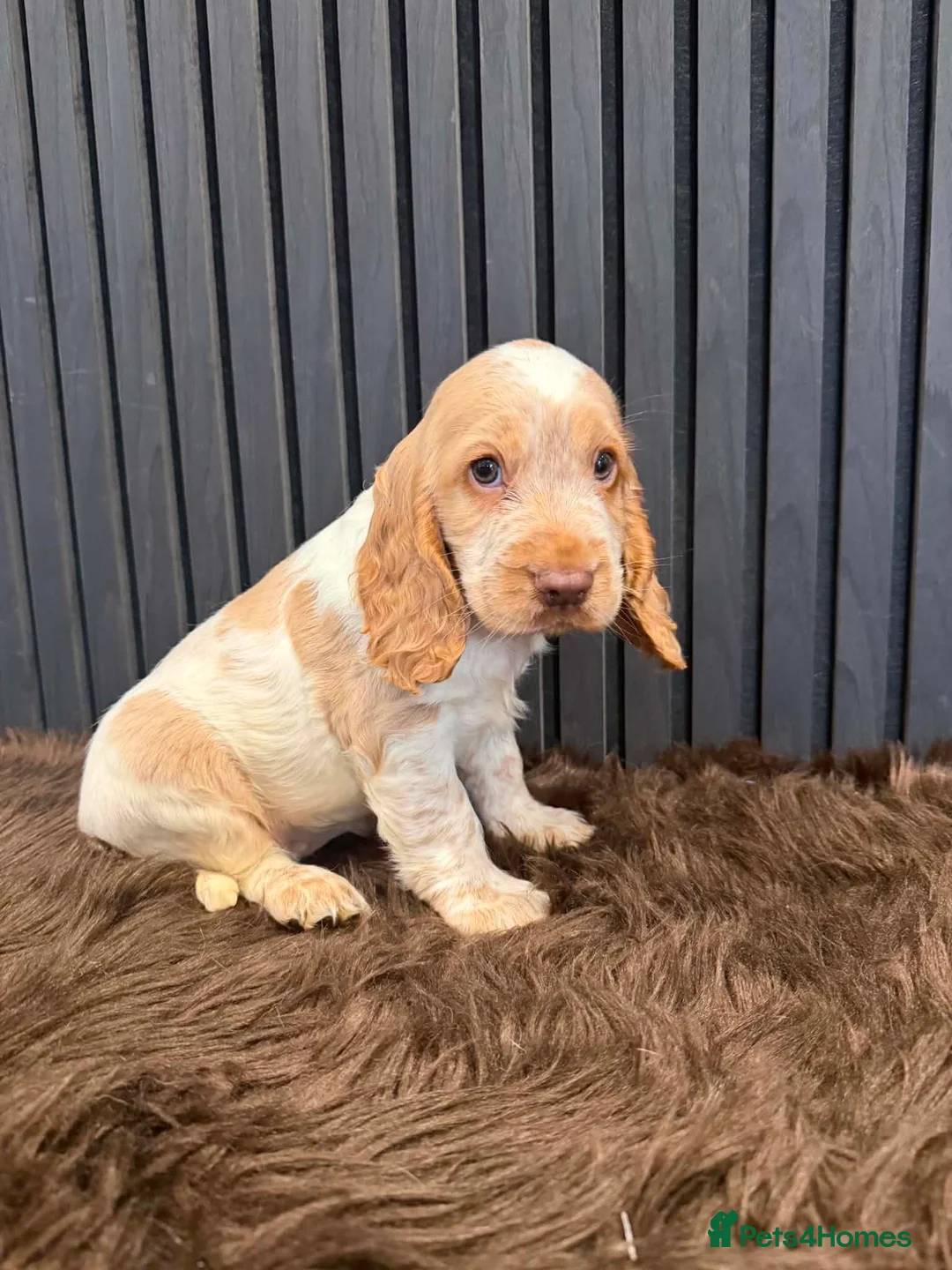 Cocker Spaniel dogs for sale: Show cocker spaniel female - Advert 1
