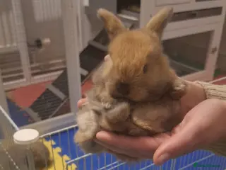 Mini Lop rabbits Mini Lops - Advert 1