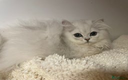 Persian cats for sale: 3 beautiful Persian Kittens Registered with GccF - Image 6