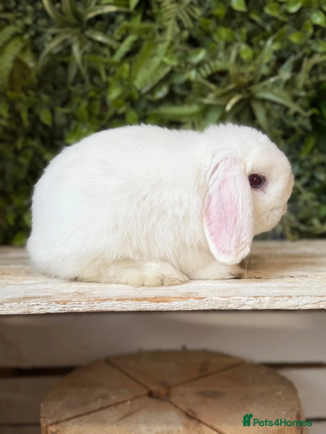 Mini Lop rabbits for sale: Lovely mini lop buck  - Advert 2