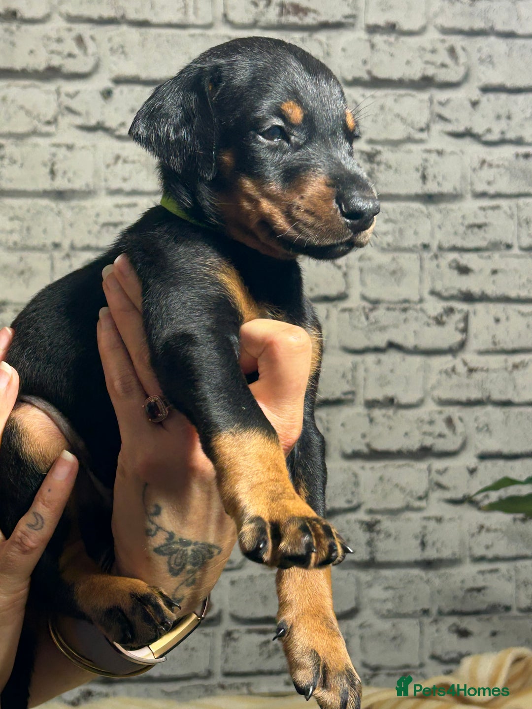 Dobermann dogs for sale: Dobermann puppies Champion bloodline, kc reg - Image 25