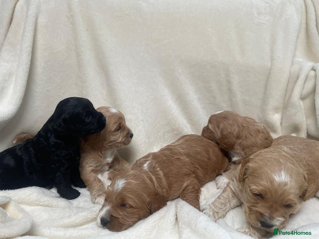 Cockapoo dogs for sale: F2 cockapoo puppies for sale - Advert 7