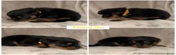 Rottweiler dogs for sale: ✨✨Beautiful Chunky Rottweiler Puppies✨✨ - Advert 7