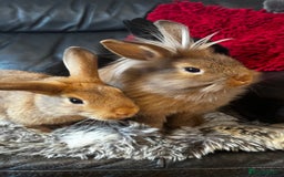 Mixed Breed rabbits for sale: Netherland dwarf and lionhead mixed bunnies - Image 3