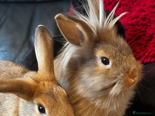 Mixed Breed rabbits - Advert 1