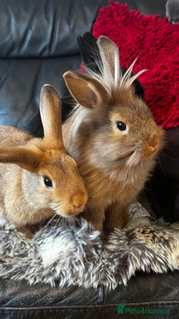 Mixed Breed rabbits Netherland dwarf and lionhead mixed bunnies - Advert 8