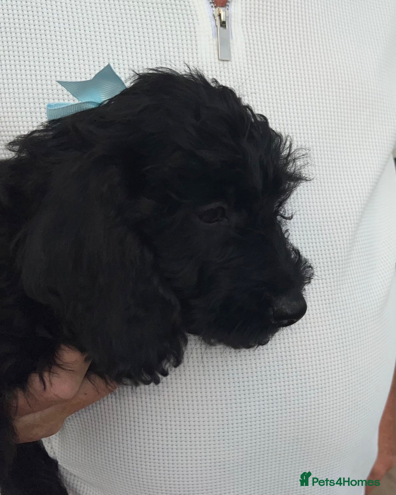 Doxiepoo dogs Reduced-Doxiepoo ready to go. - Advert 1