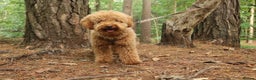Miniature Poodle dogs for stud: RUPERT MINIATURE POODLE in Southampton - Advert 28