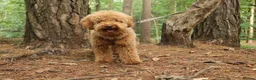 Miniature Poodle dogs for stud: RUPERT MINIATURE POODLE in Southampton - Advert 28
