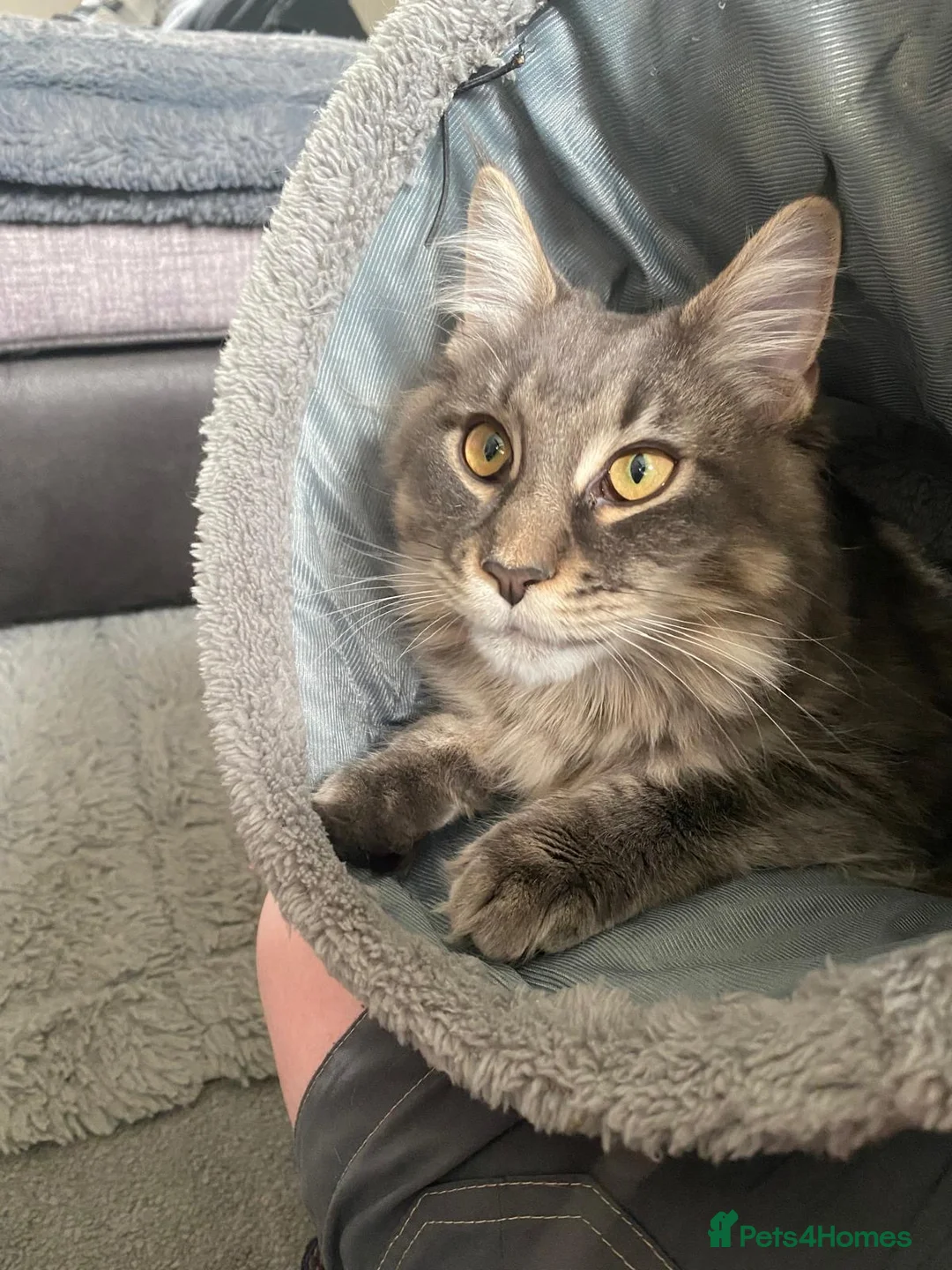 Maine Coon cats for sale: 18 Month female Mainecoon  - Advert 2