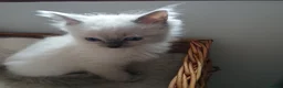 Ragdoll cats for sale: Blue point Ragdoll kittens  in Dingwall - Advert 6