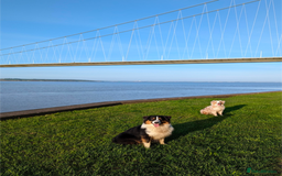 Australian Shepherd dogs for sale: 2 Female Australian Shepherd Puppies - Image 12
