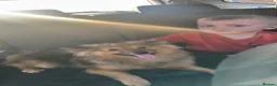 Pomeranian dogs for sale: Pomeranian  in Newtownabbey - Advert 8