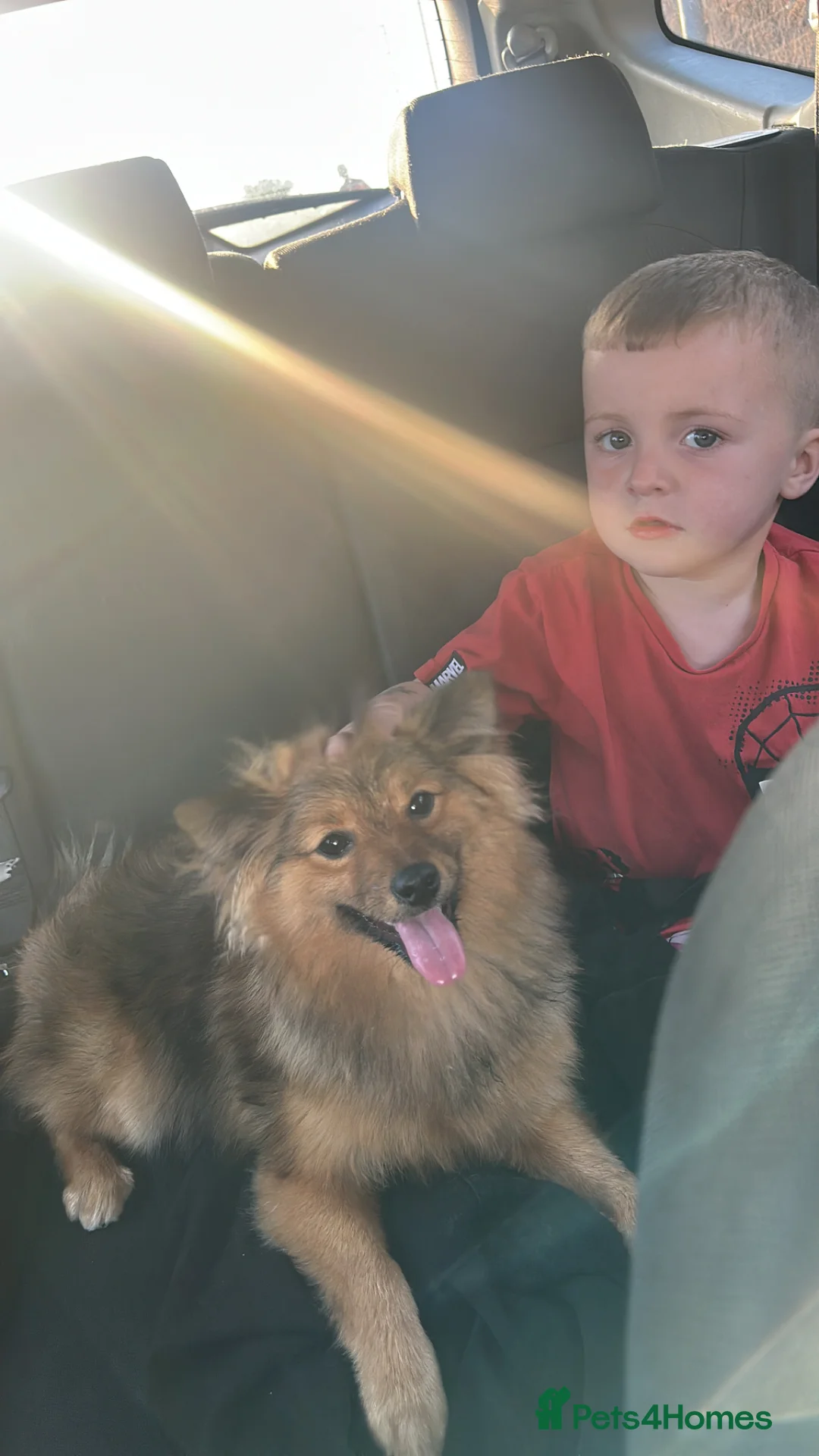 Pomeranian dogs for sale: Pomeranian  in Newtownabbey - Advert 8