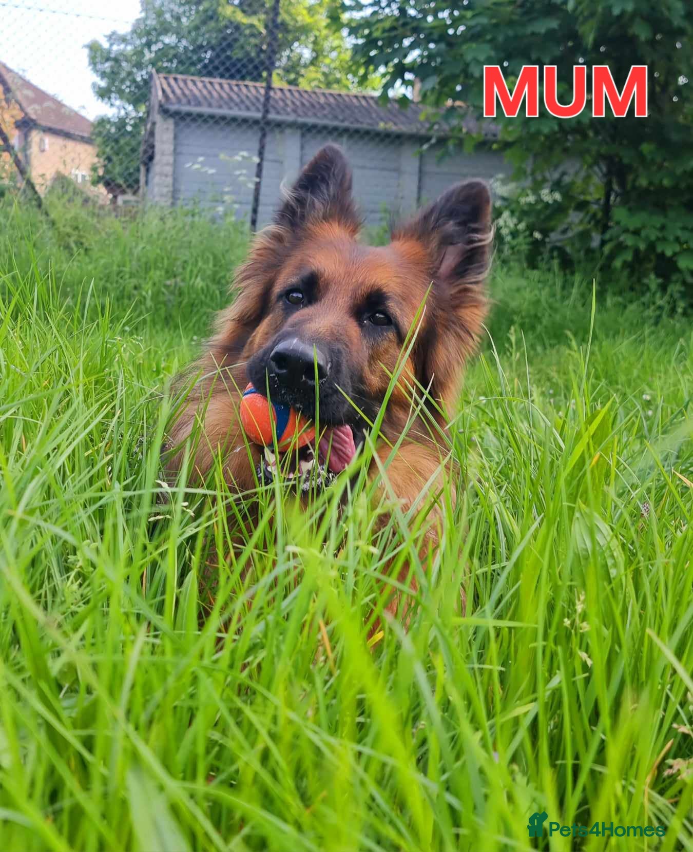 German Shepherd dogs German Shepherd puppies RKC registered  - Advert 13