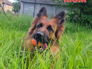 German Shepherd dogs German Shepherd puppies RKC registered - Advert 13