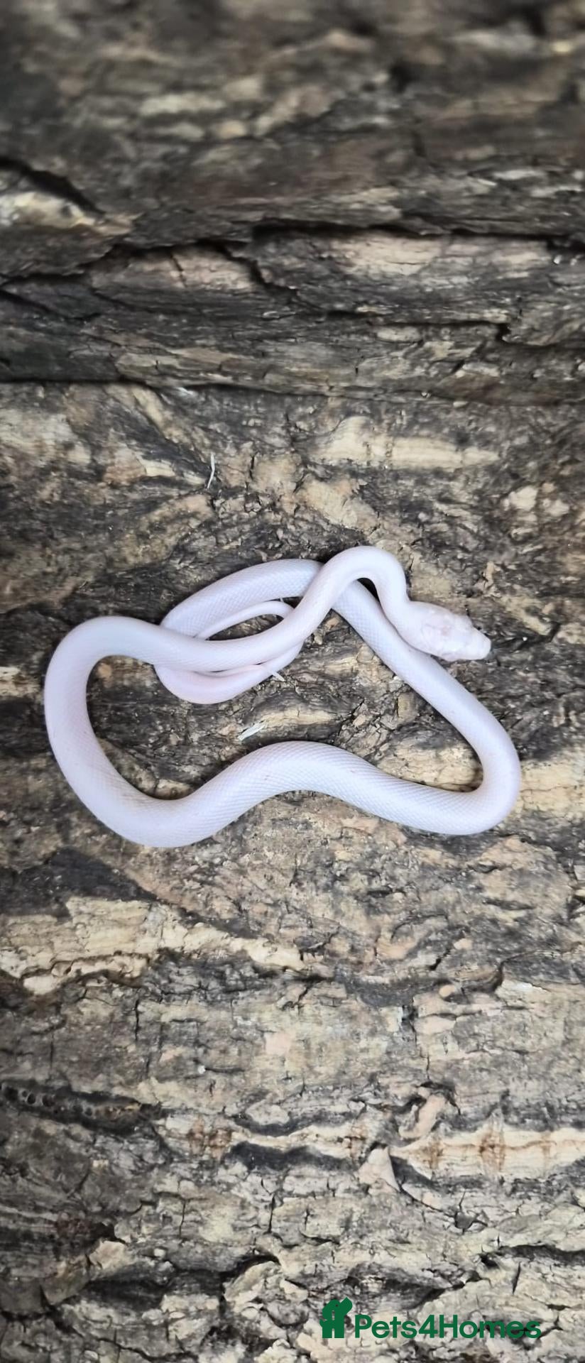 Snake reptiles Palmetto cornsnake baby for sale  - Advert 8