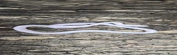 Snake reptiles for sale: Palmetto cornsnake baby for sale  - Advert 1