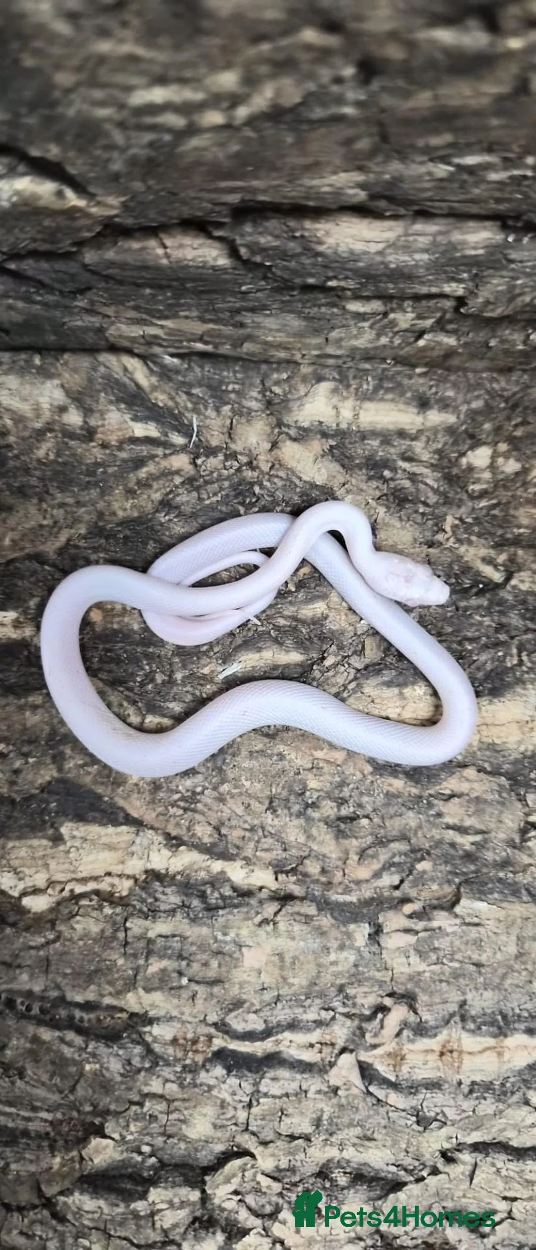Snake reptiles for sale: Palmetto cornsnake baby for sale  - Advert 1