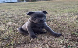 Staffordshire Bull Terrier dogs for stud: A NEW SUPERIOR SOLID BLUE MALE  - Image 12