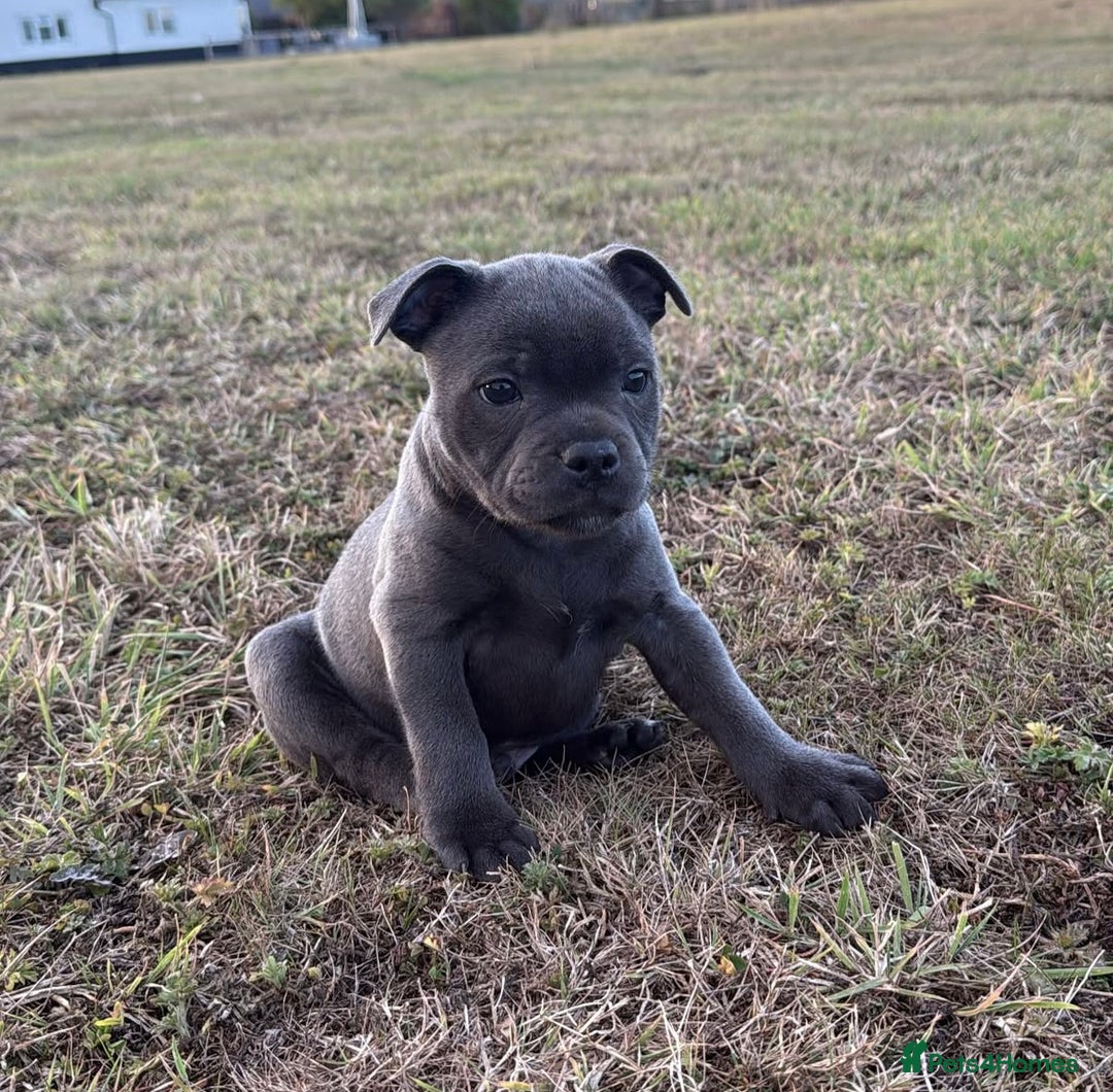 Staffordshire Bull Terrier dogs for stud: A NEW SUPERIOR SOLID BLUE MALE  - Image 12
