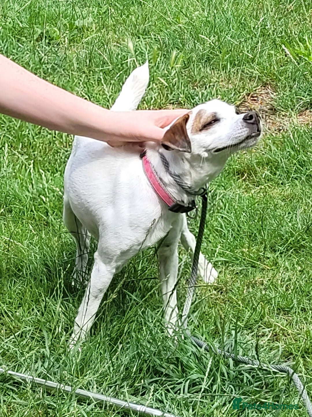 Mixed Breed dogs for sale: Patterjack - Advert 2