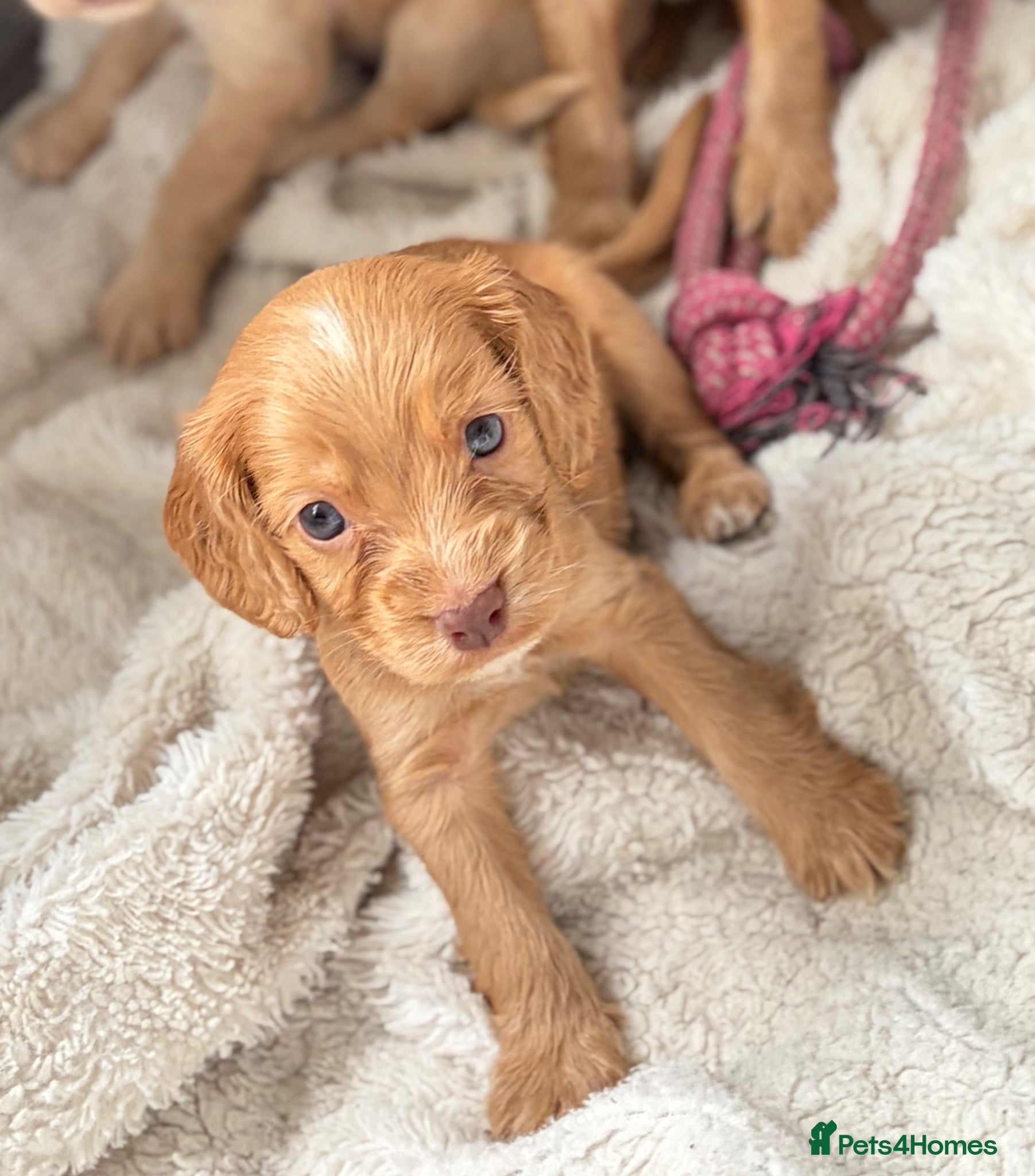 Cocker Spaniel dogs 🌟 COCKER SPANIEL PUPPIES 🌟  - Advert 15