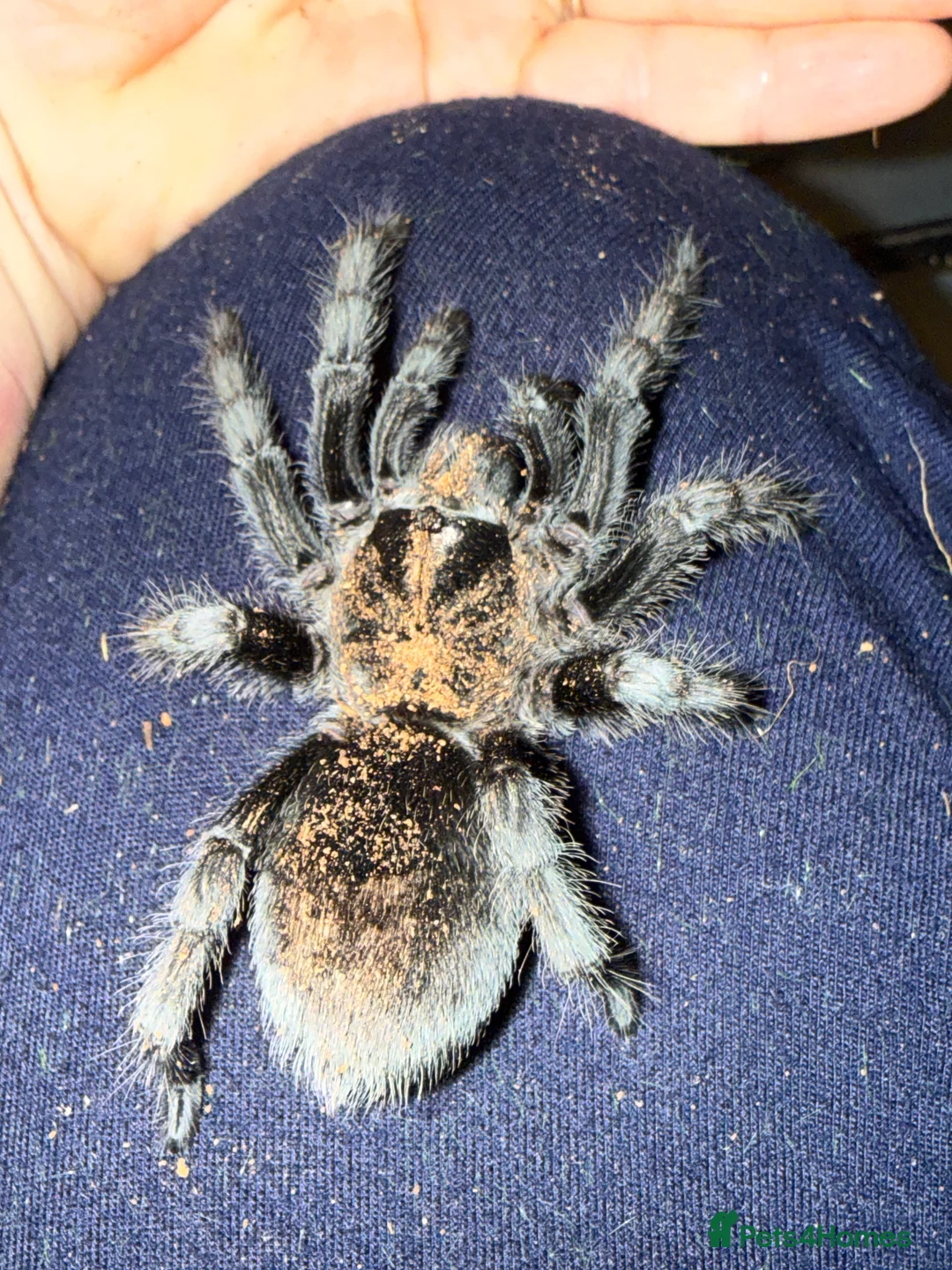 Tarantulas invertebrates for sale: Tarantulas wanted - Advert 5