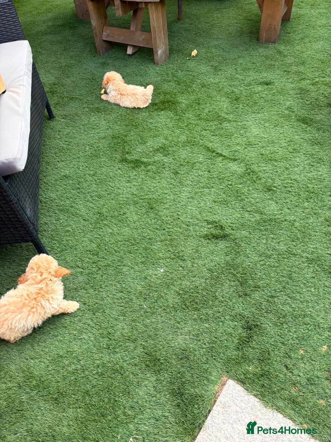 Miniature Poodle dogs for sale: 4 miniature Poodle Boys  - Advert 11