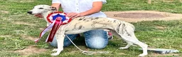 Whippet dogs for sale: Whippet pups  in Abergavenny - Advert 9