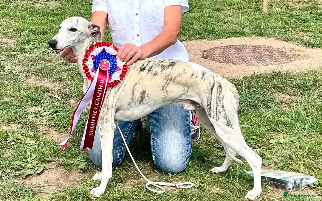 Whippet dogs for sale: Whippet pups  in Abergavenny - Advert 9