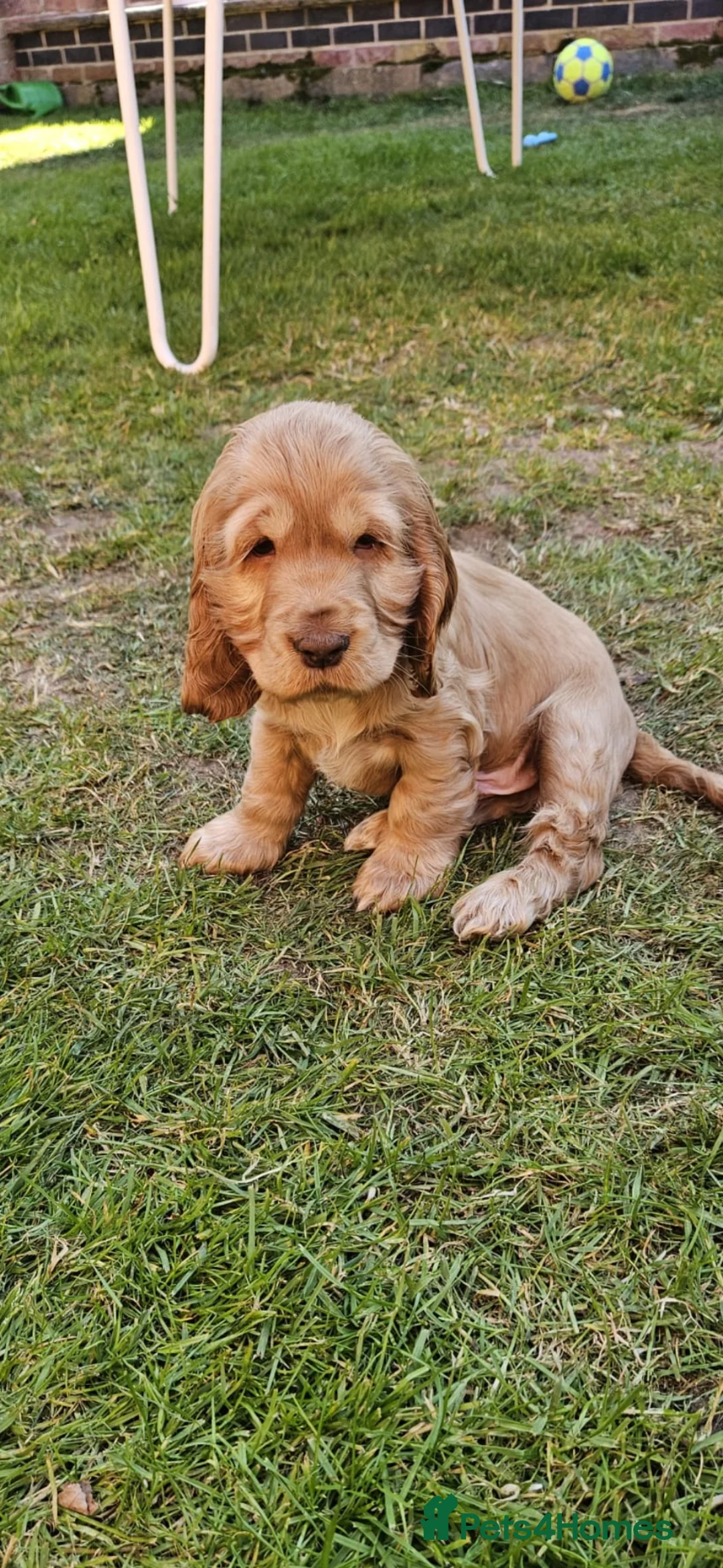 Cocker Spaniel dogs for sale: Gorgeous golden Show Cocker Spaniel  - Advert 6