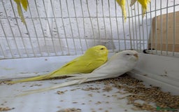 Budgerigars birds for sale: White and Yellow Budgies with Red Eyes - Image 1